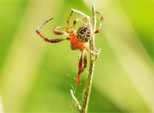 Réf. 243 249 : Larinioides sp.
